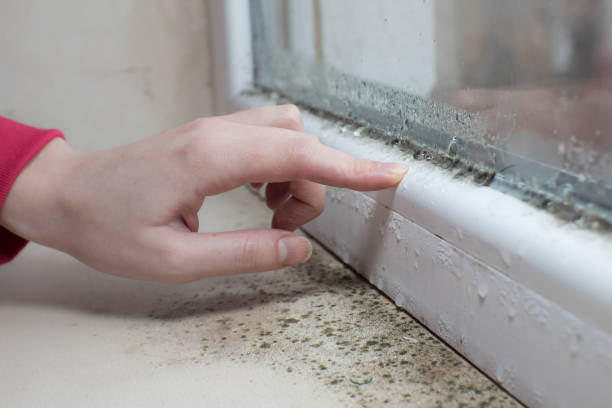 Best Emergency Mold Remediation  in Des Moines, WA